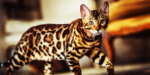 Bengalkatze