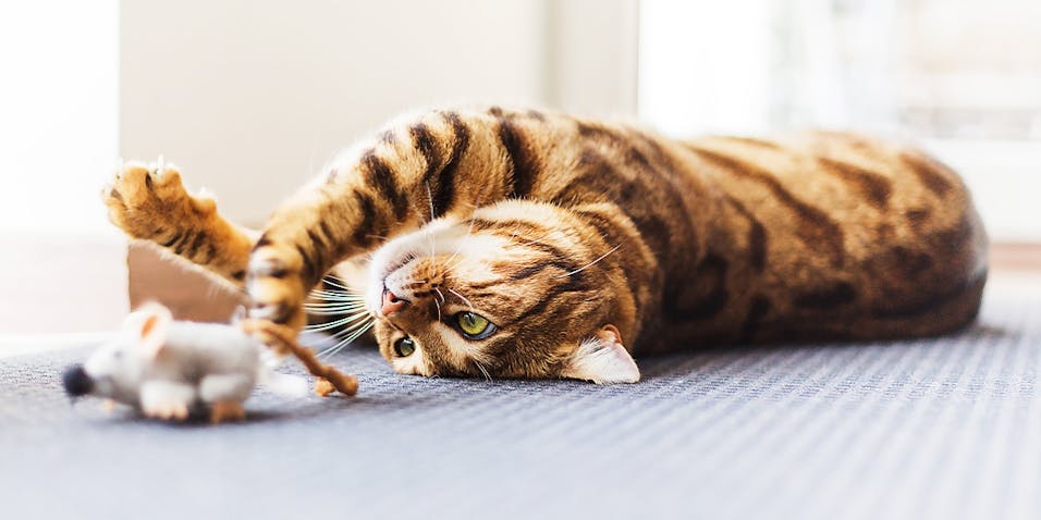 bengalkatze katzenrassen im portrait pets premium