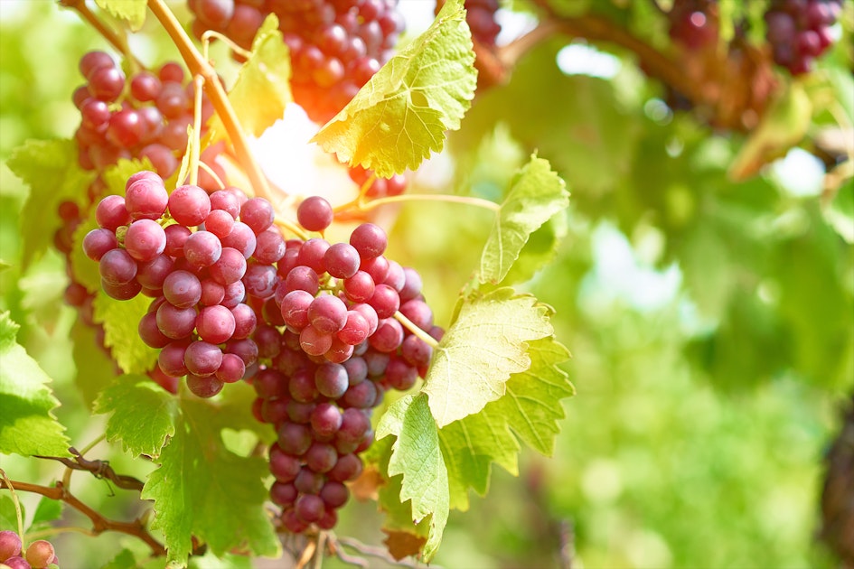 Die Geschichte des Weins I Wie alles begann