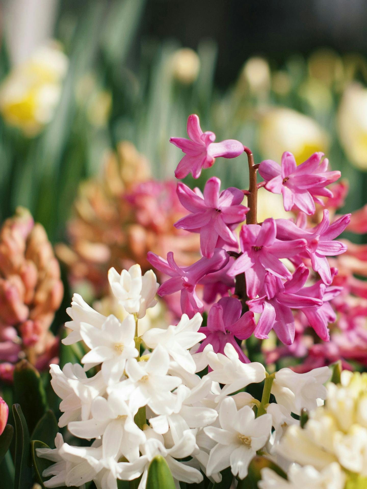 Endlich Frühling