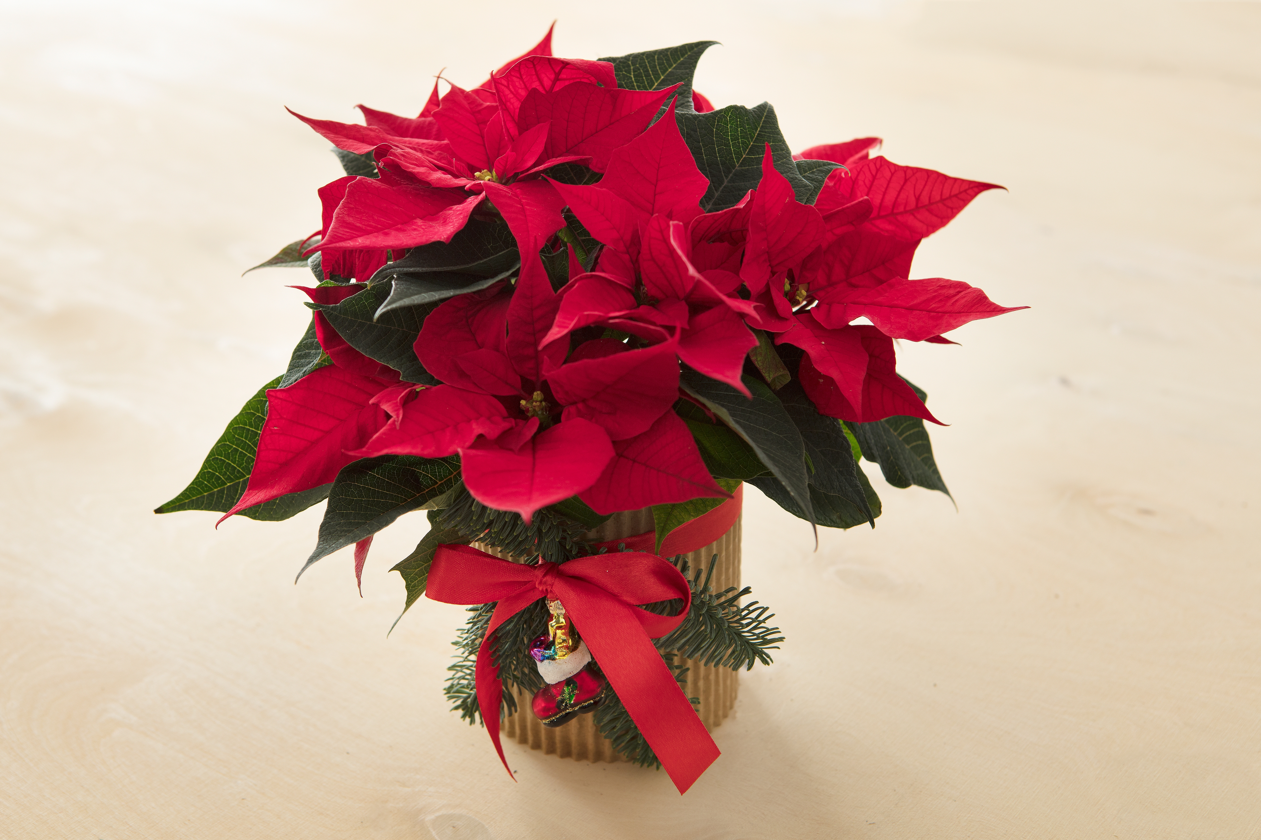 Creare Una Stella Di Natale.Una Stella Per Tutti