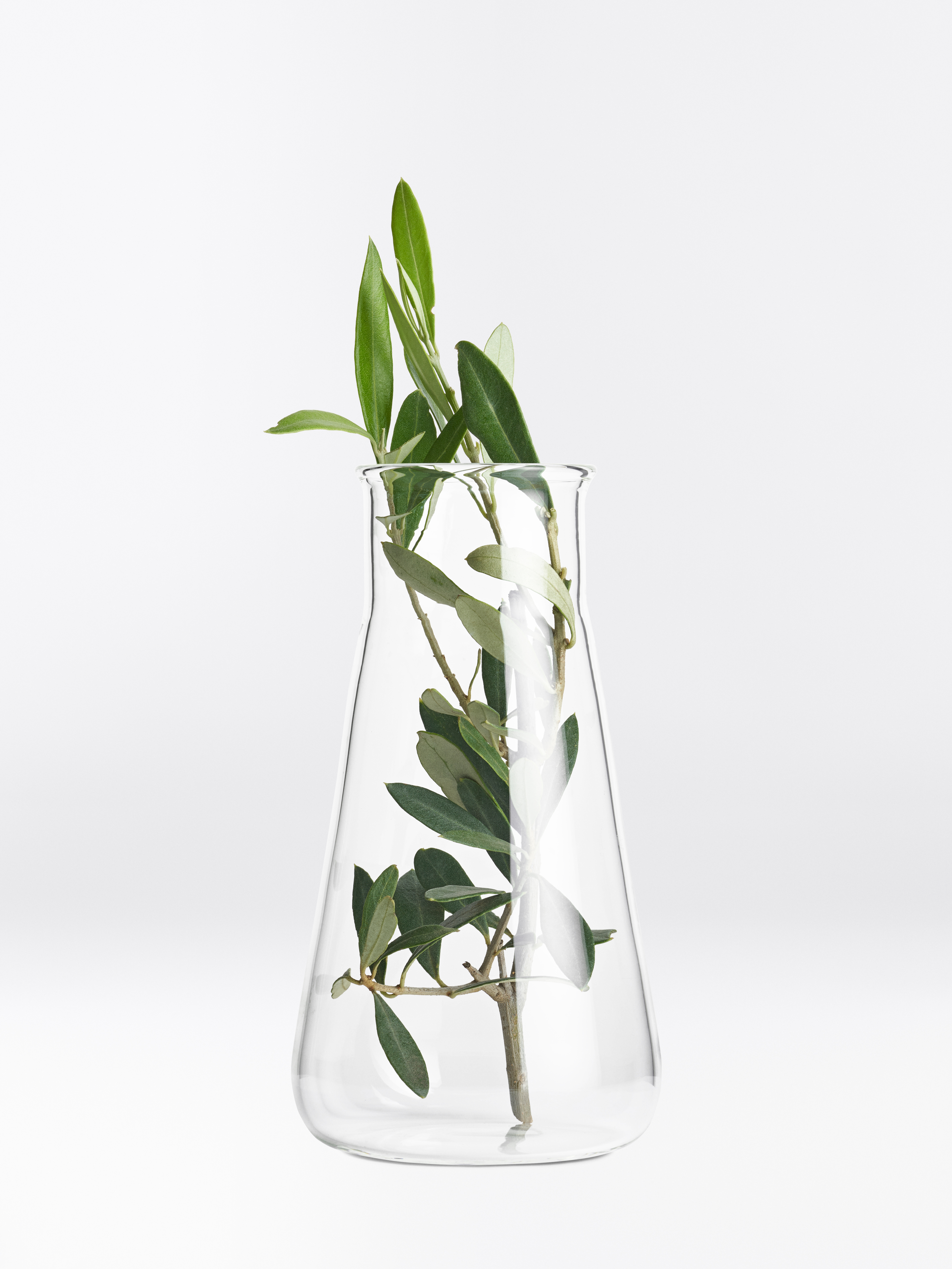 Grüner Oliven-Zweig mit vielen länglich, schmalen Blättern in einer Glas-Vase.