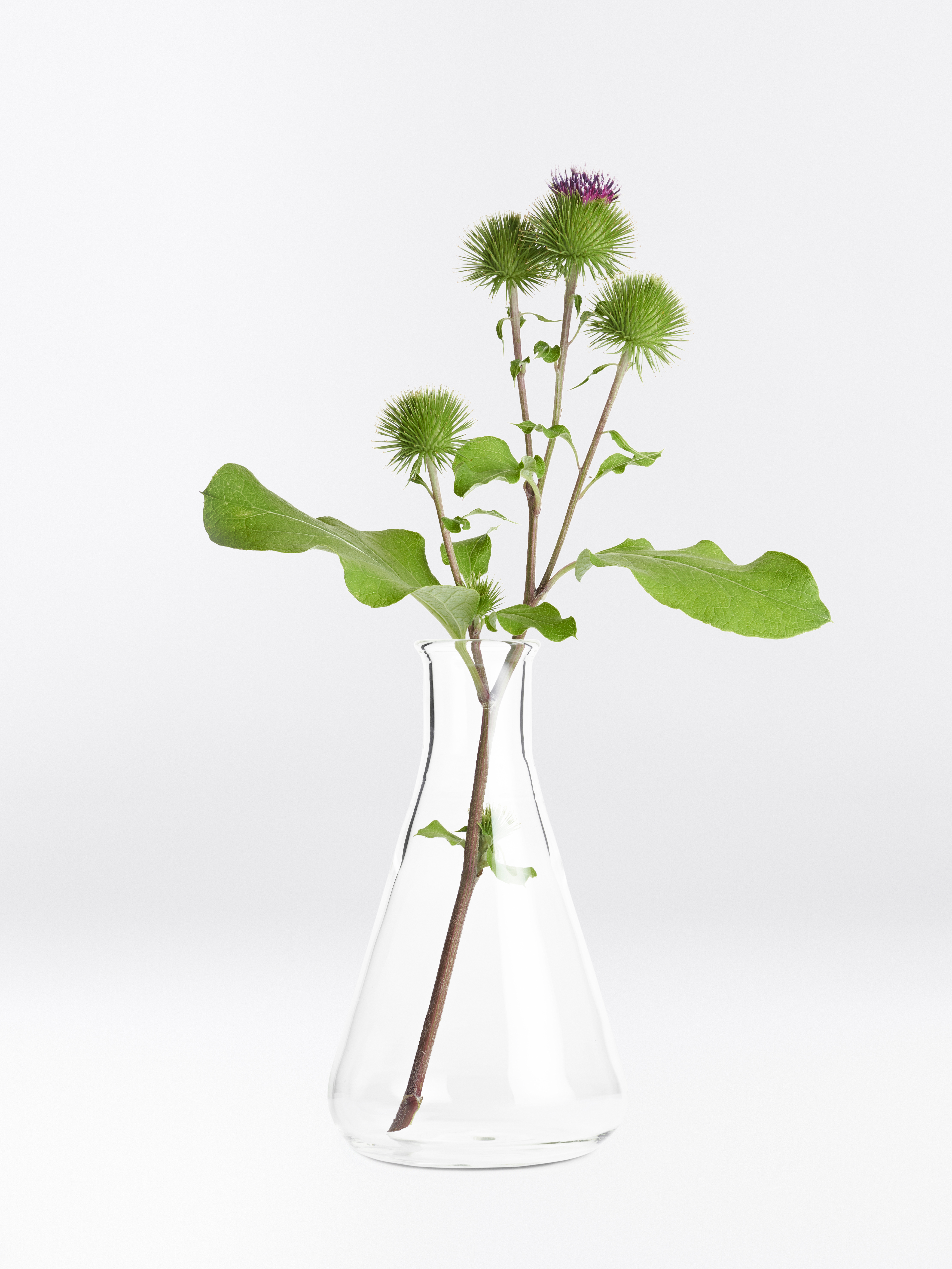 Grüner Zweig mit rosa Blüten der Klettenwurzel in einer Glas-Vase.