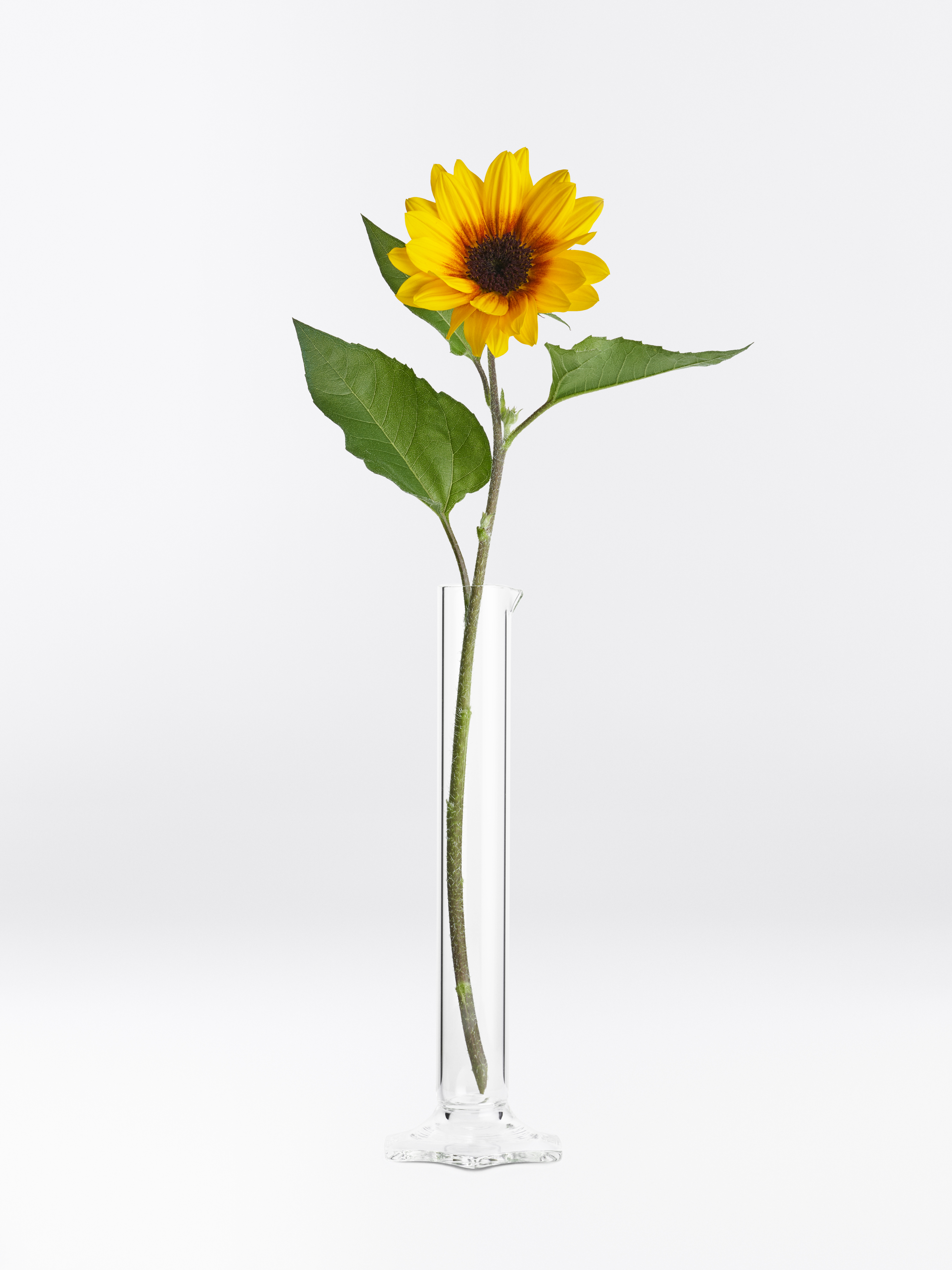 Gelbe Sonnenblume mit drei grünen Blättern und grünem Stiel in einer Glas-Vase.