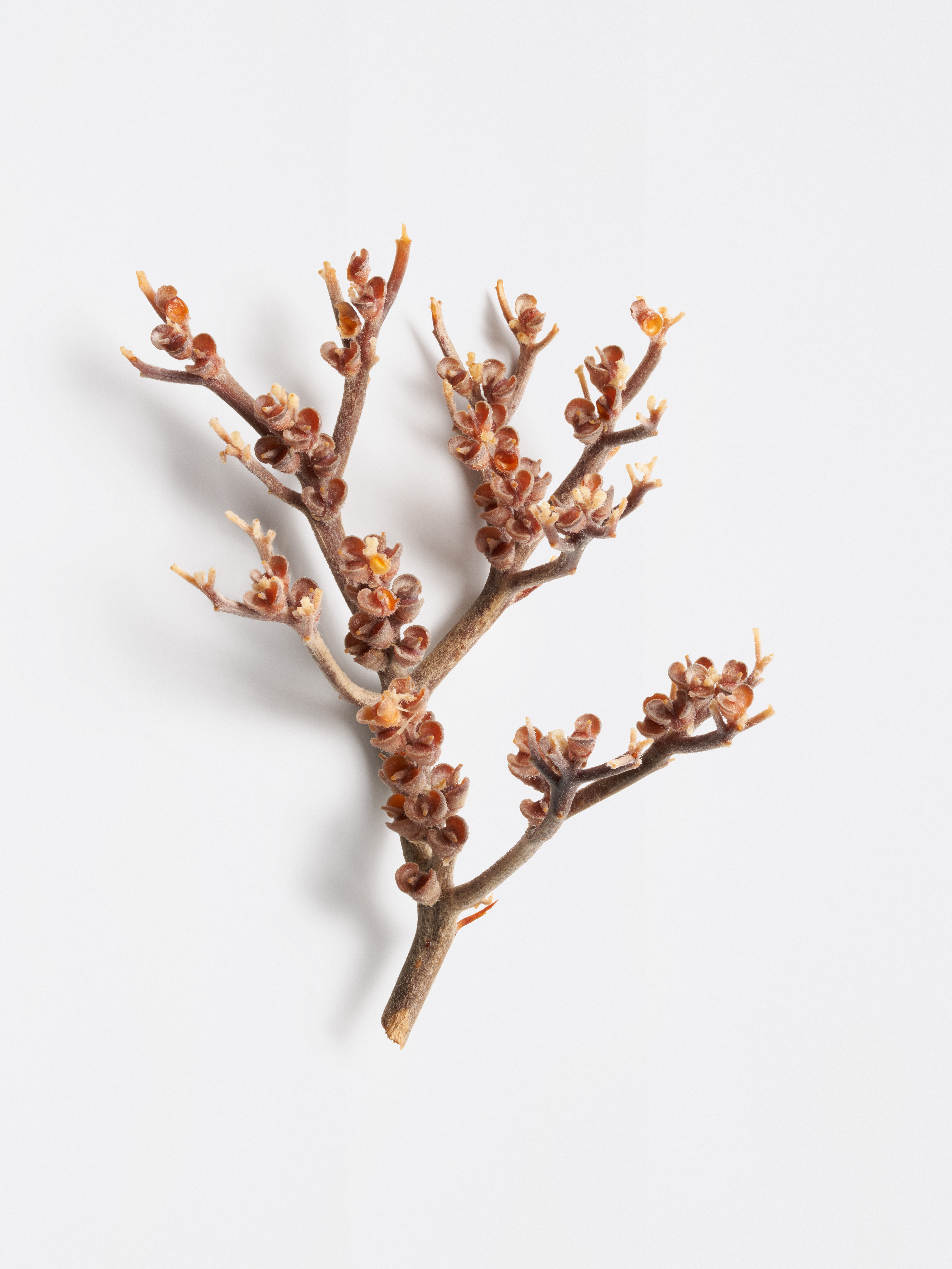 Einzelner brauner, verzweigter Zweig der Wüstenrose mit kleinen, hellbraunen Knospen auf hellgrauem Hintergrund. 