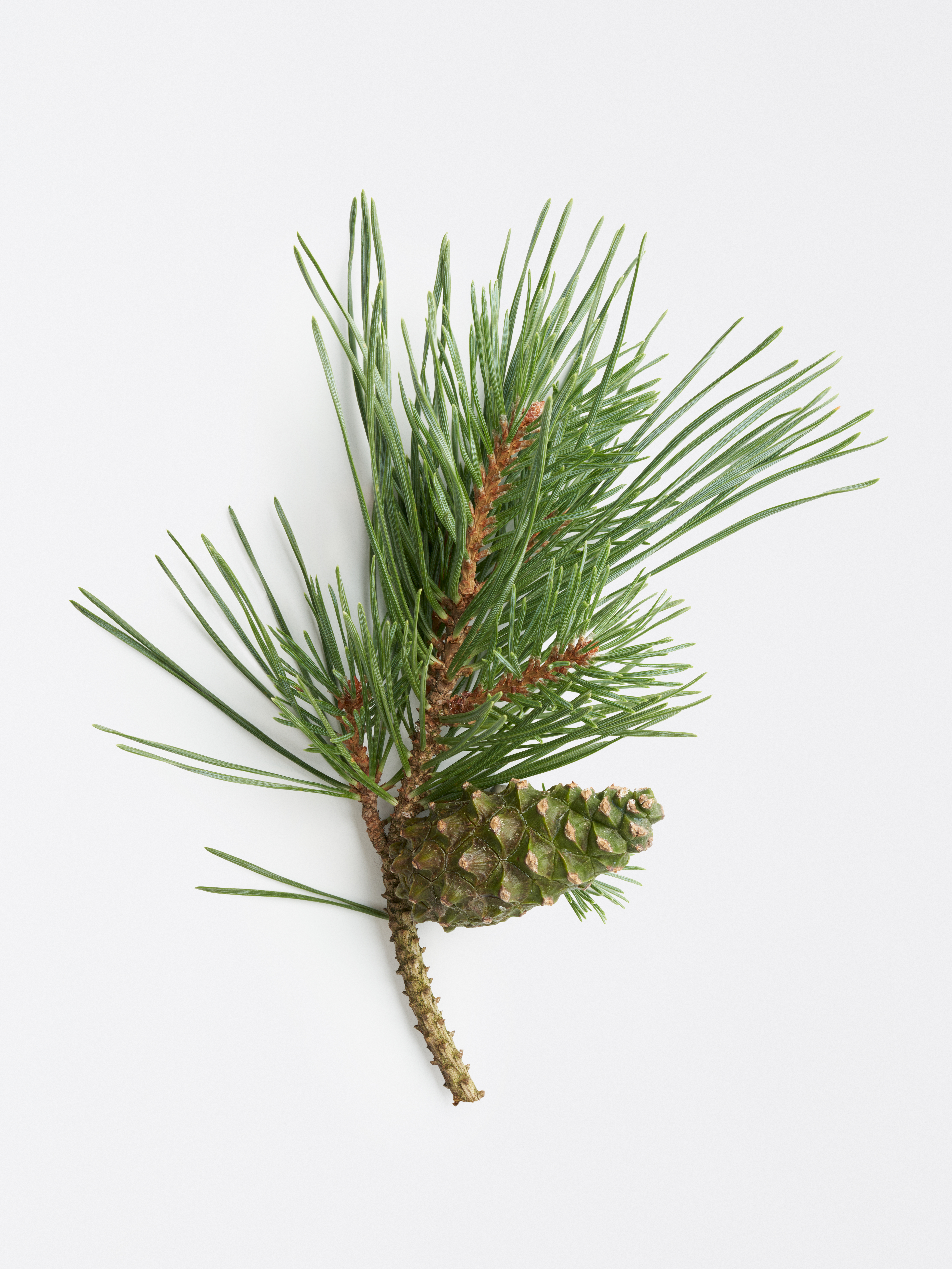 Zweig einer Waldkiefer mit grünen Nadeln und grün-braunem Zapfen.