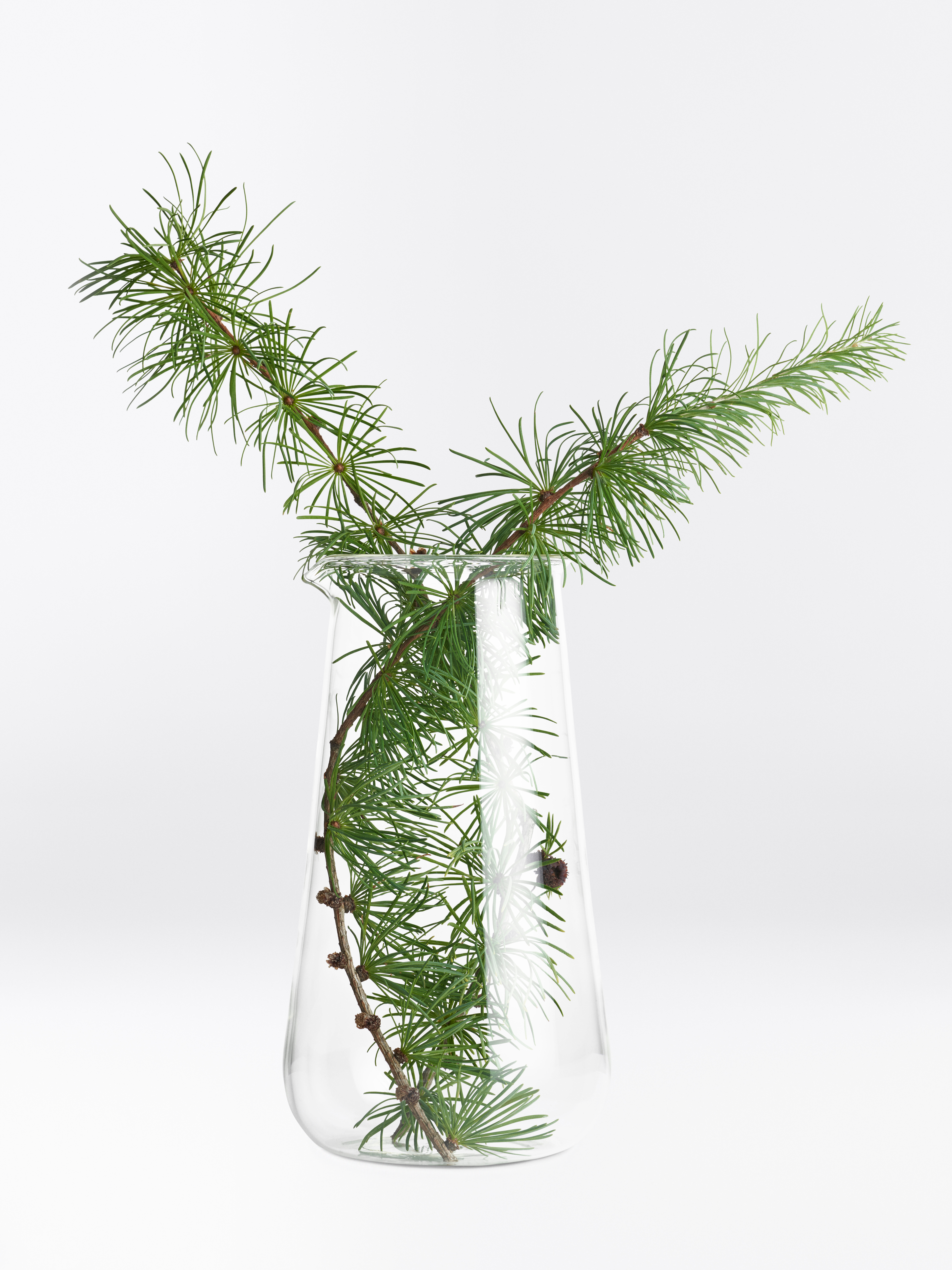 Zwei grüne Lärchen-Äste mit dünnen grünen Nadeln in einer Glas-Vase.