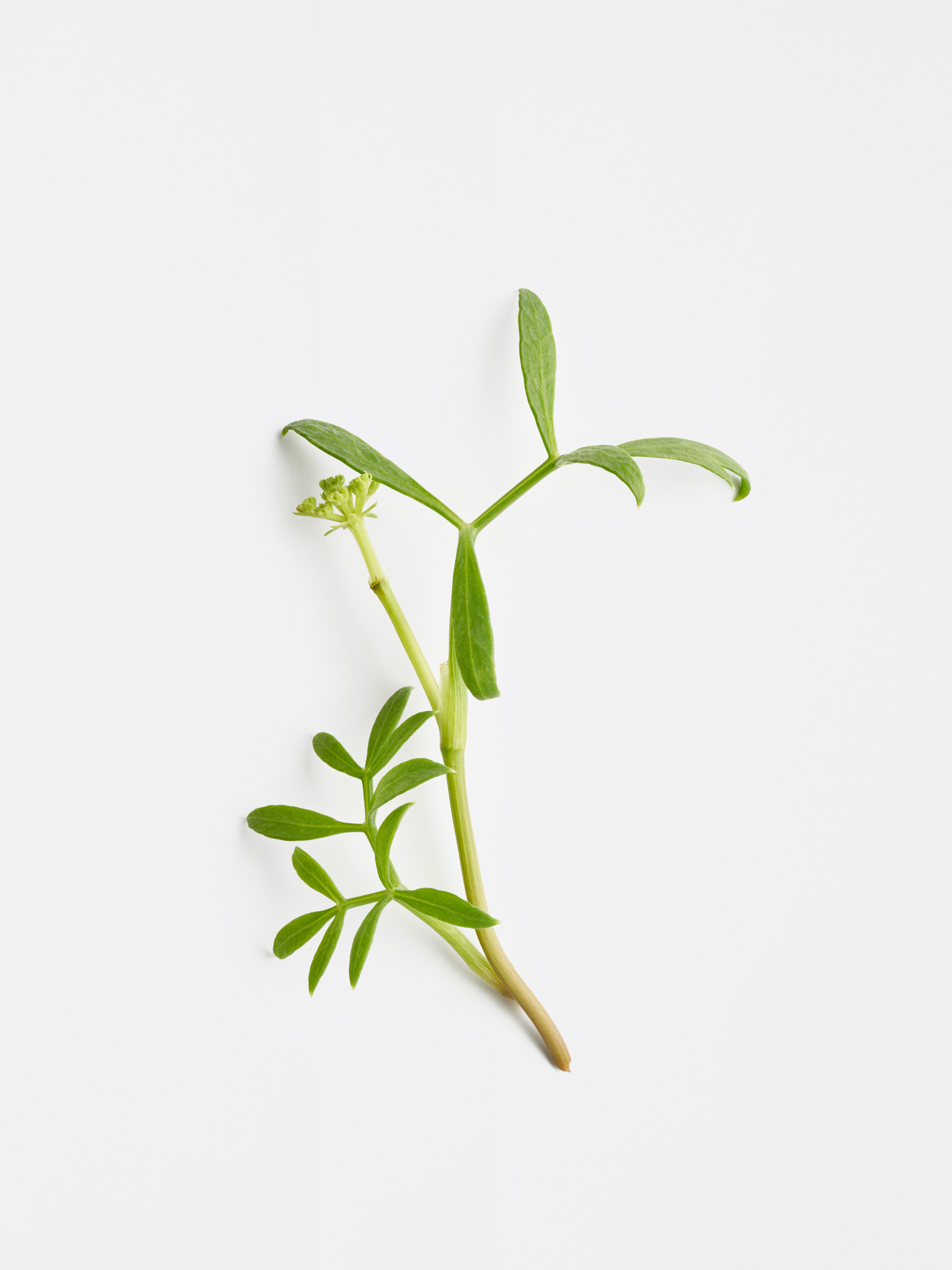 Junge Meerfenchel-Pflanze mit feinen grünen, länglichen Blättern. 