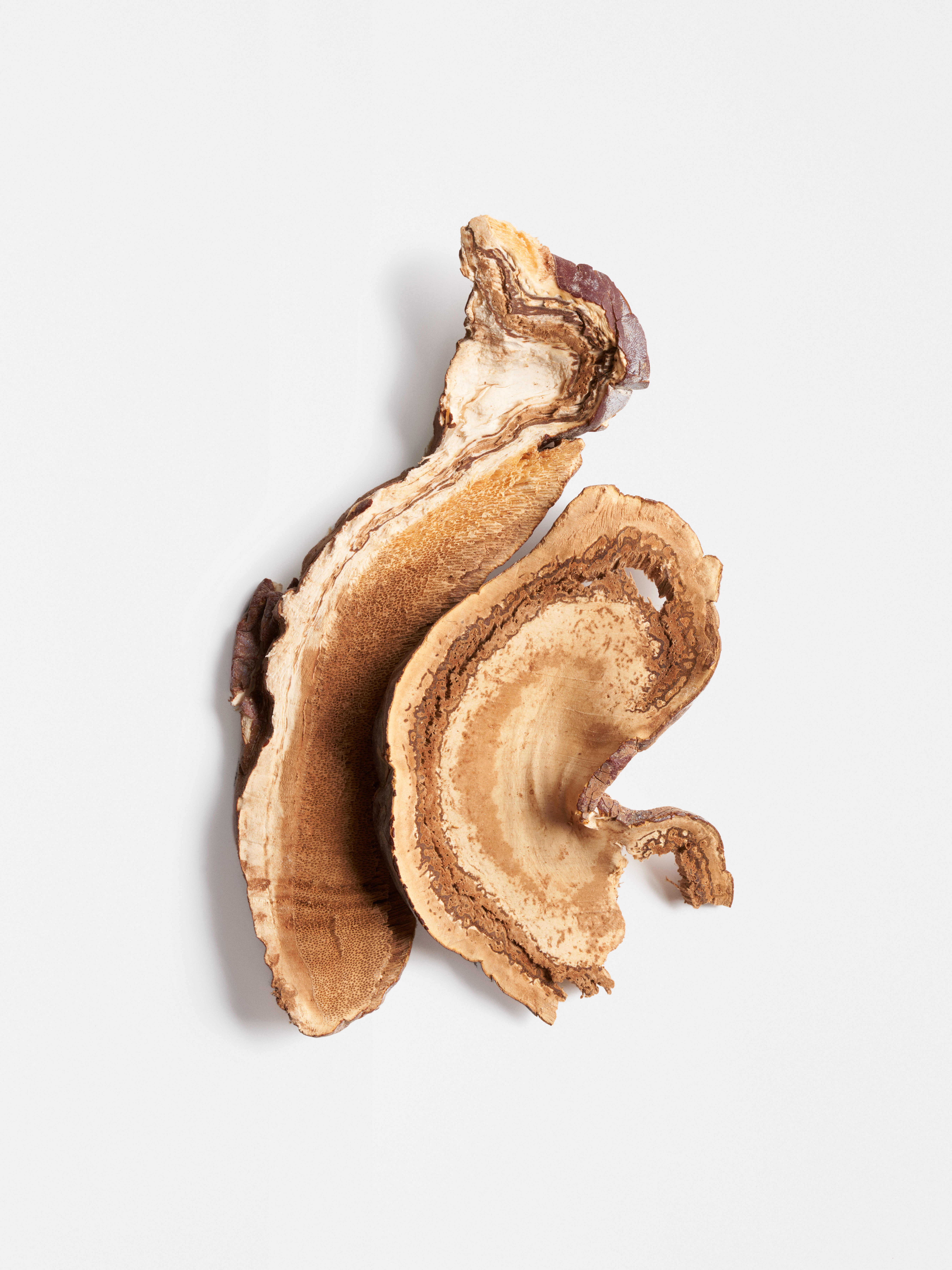 Getrockneter Pilz der Götter mit fächerförmigen, beige-braunen Strukturen und welligem Rand vor hellem Hintergrund.