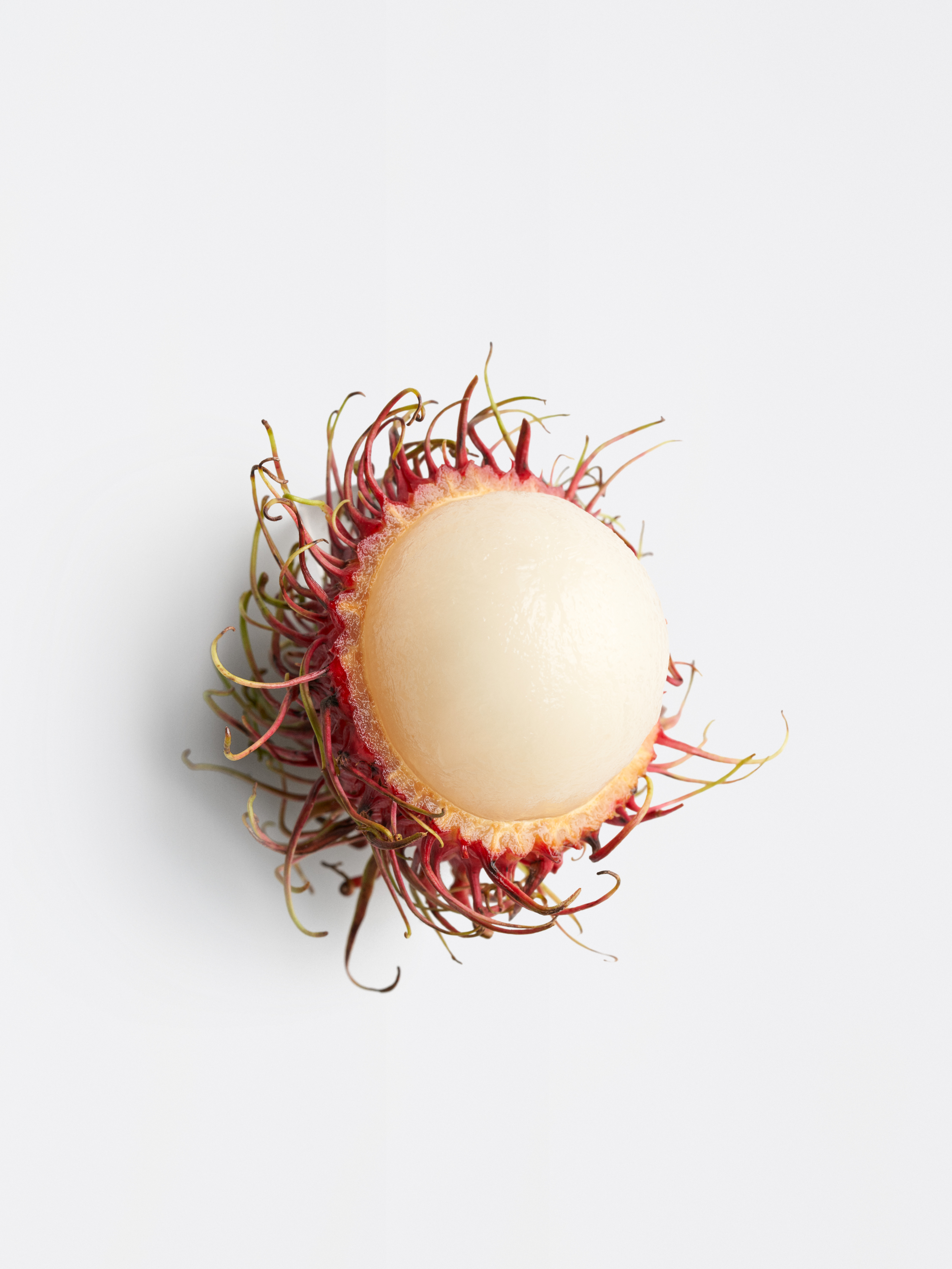 Runde, cremefarbene Rambutan-Frucht mit rot-gelben, haarartigen Stacheln vor hellem Hintergrund.