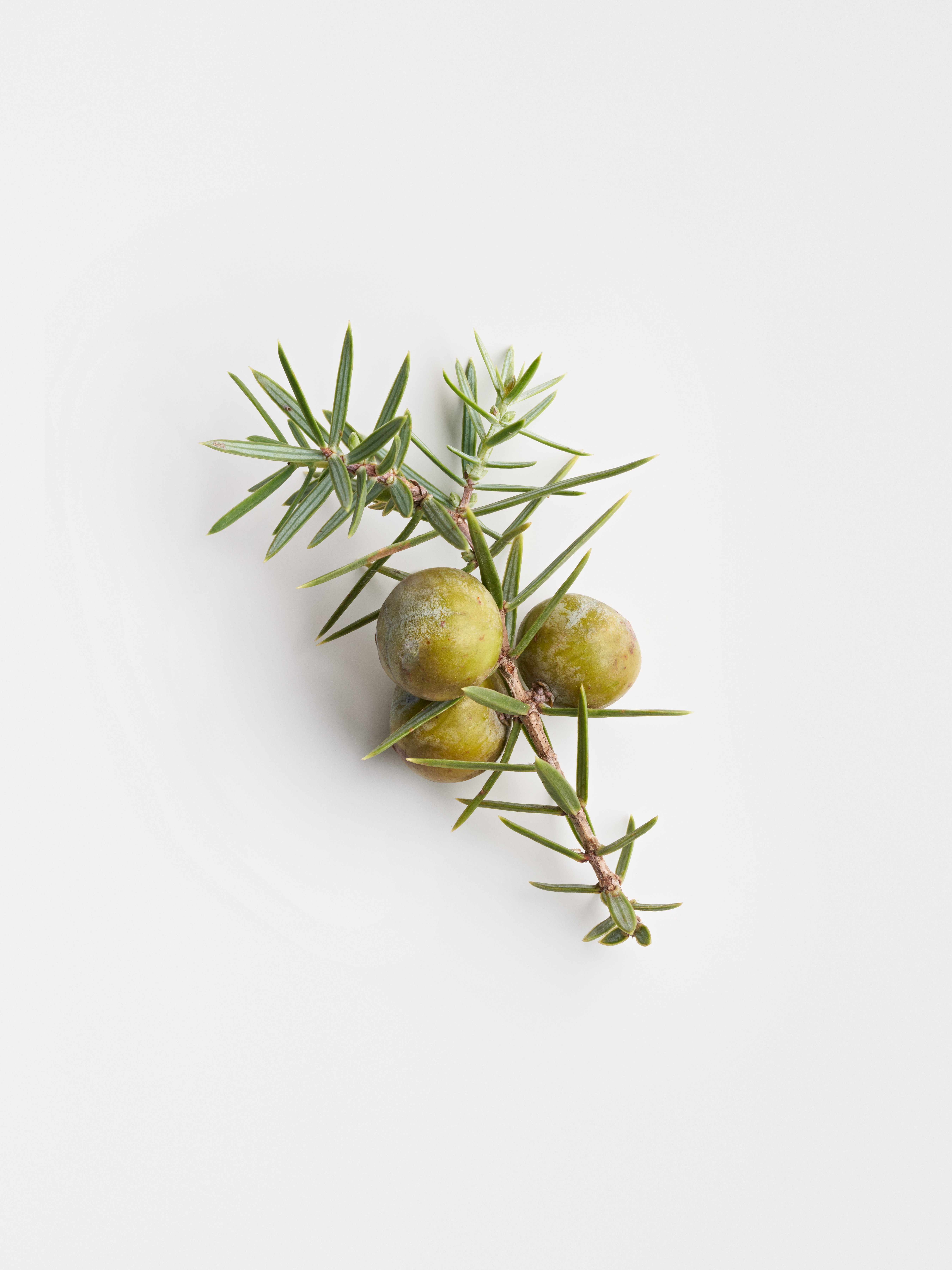 Wacholder-Zweig mit grünen Nadeln und drei grün-gelblichen Wacholderbeeren.