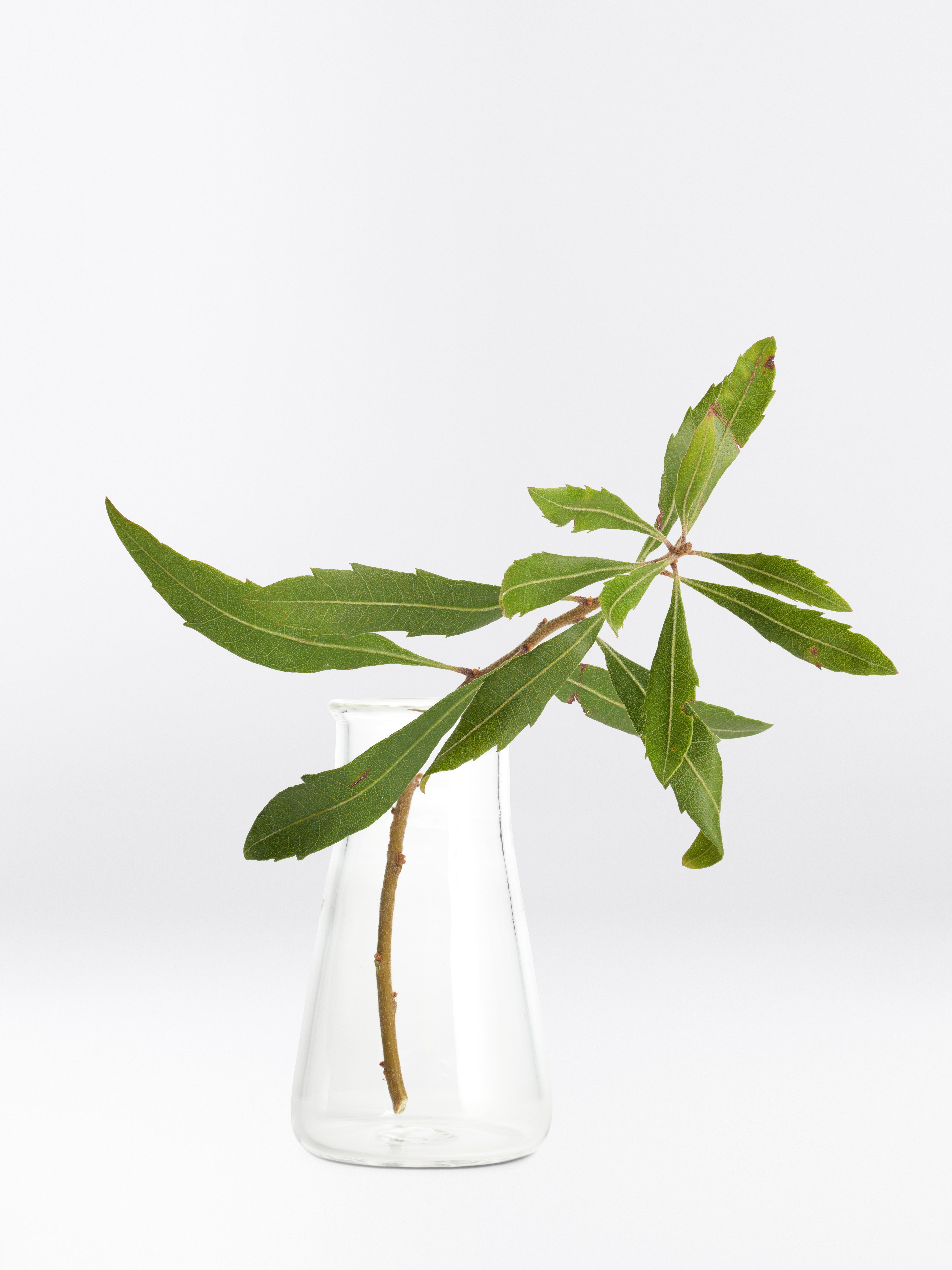 Zweig einer Wachsmyrte mit grünen, länglichen Blättern und braunem Stiel in einer Glas-Vase.