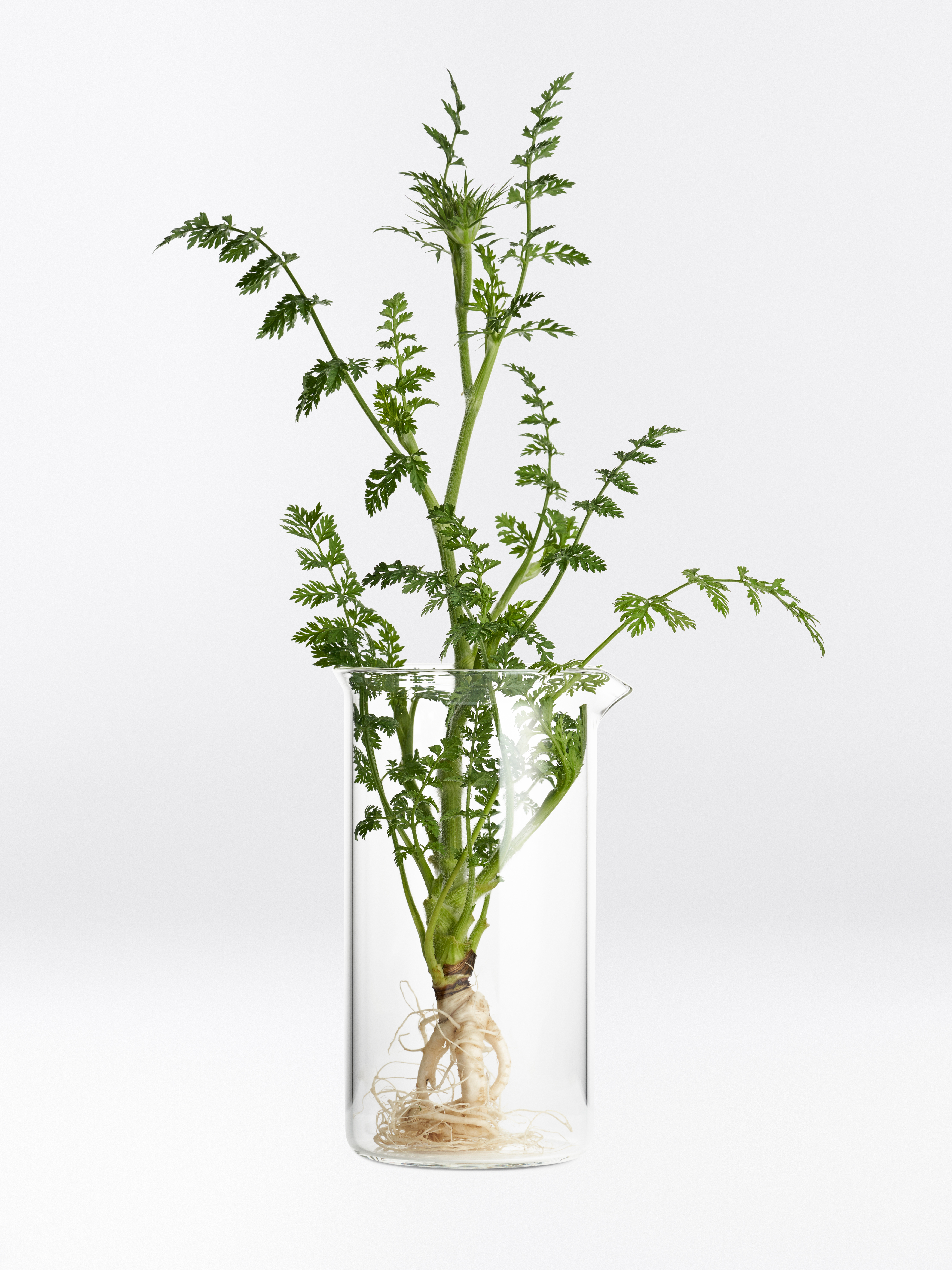 Pflanze einer Wilden Karotte mit vielen kleinen grünen Trieben und Blättern und beigem Wurzelwerk in einer Glas-Vase.