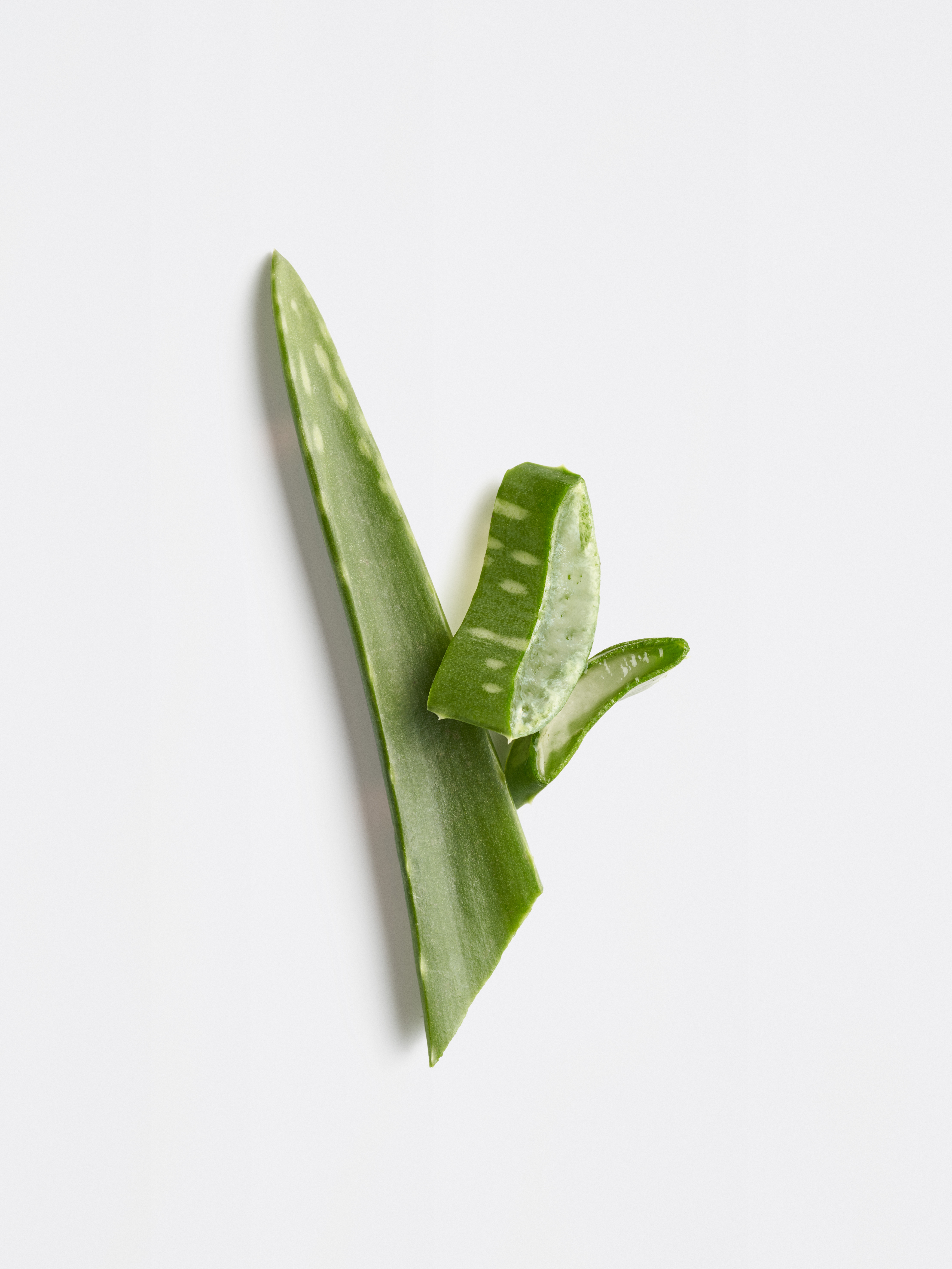 Längliches, sattgrünes Aloe-Vera-Blatt mit zwei angeschnittenen Stücken, die das durchscheinende, feuchtigkeitsspendende Gel im Inneren freilegen auf hellgrauem Hintergrund.