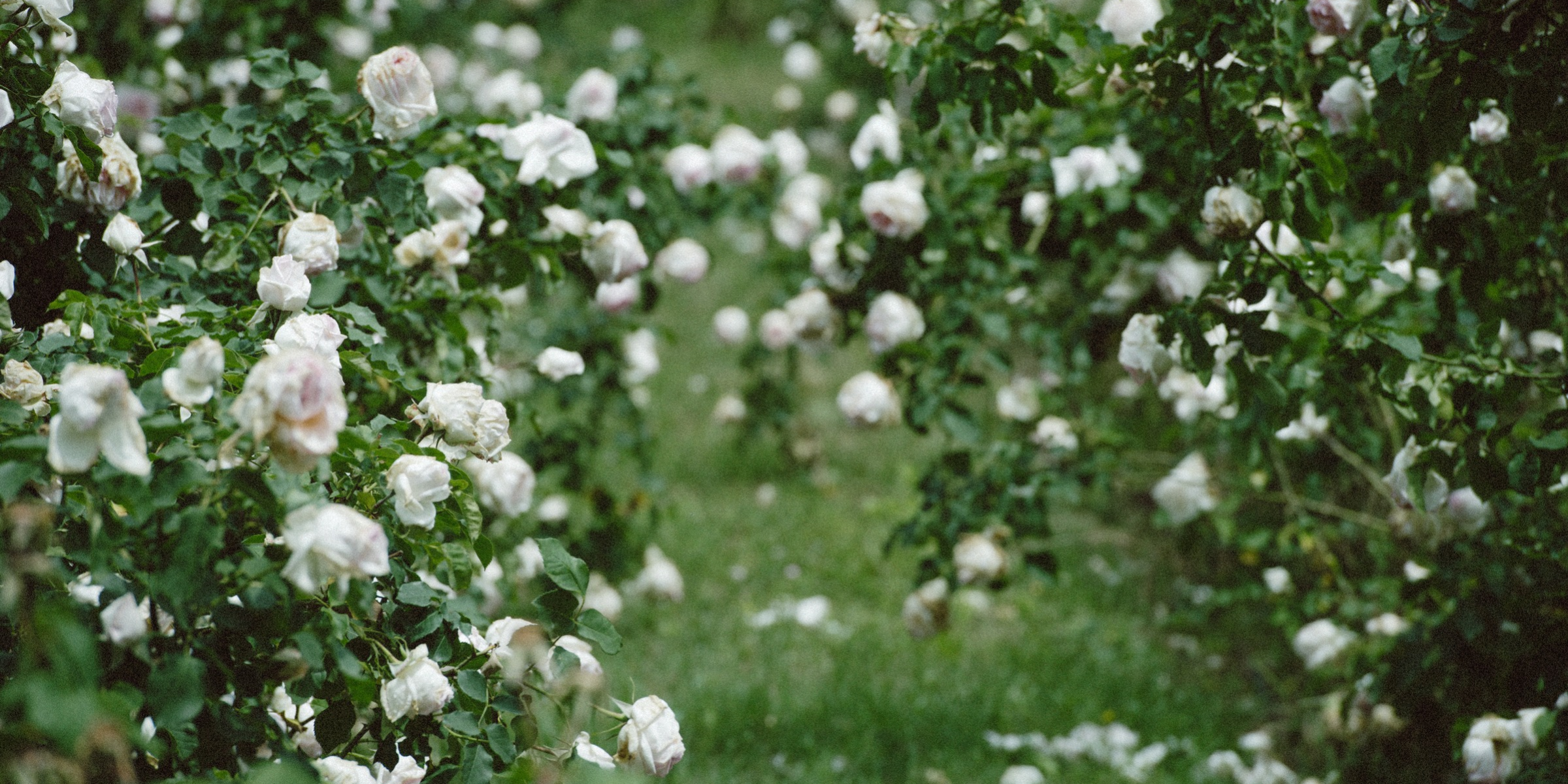 Romantischer Gartenweg zwischen weißen Rosen und üppigem Grün.
