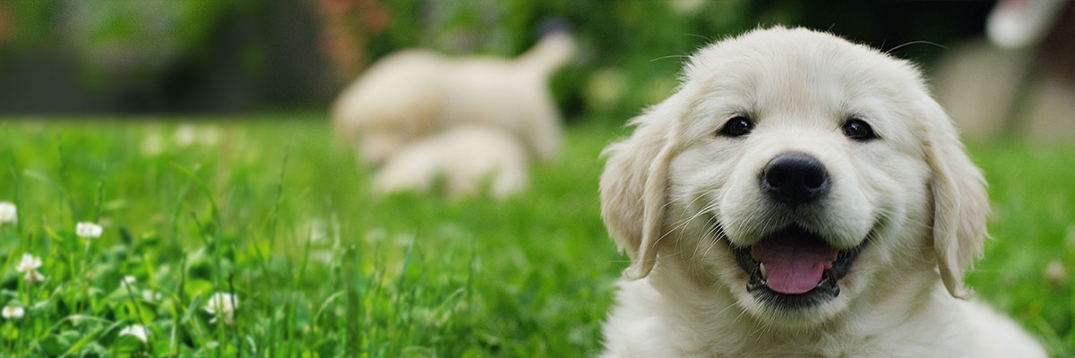 Die Lebensphasen Des Hundes Pets Premium