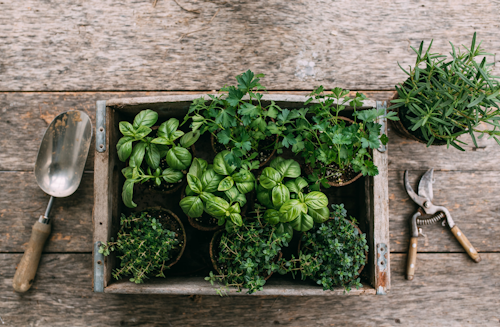 Fresh basil, thyme, coriander and rosemary on a wooden table ready to be planted with accompanying garden tools.