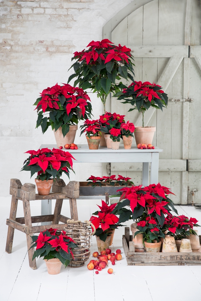 Stella Di Natale Cura E Manutenzione.La Carica Delle 100 E 50 Stelle Di Natale